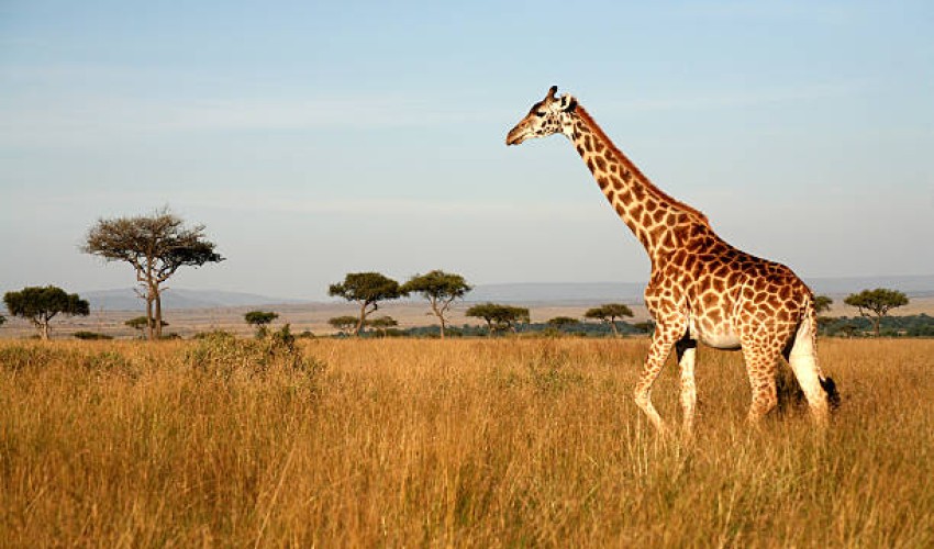 istockphoto 105286198 612x612